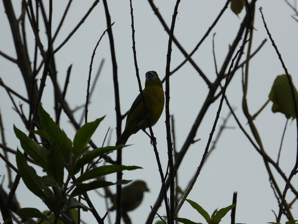 Golden-bellied Euphonia - ML620280641