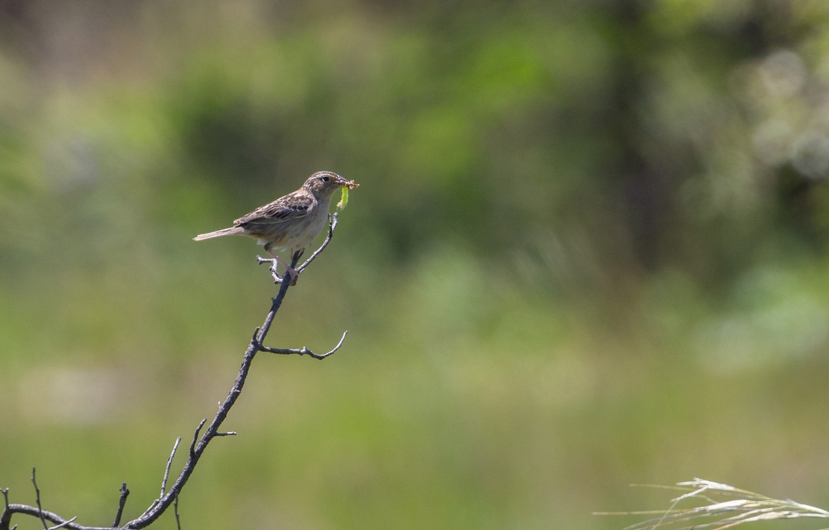 Grasshopper Sparrow - ML620280642