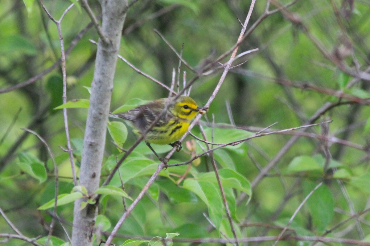 Prairie Warbler - ML620280644