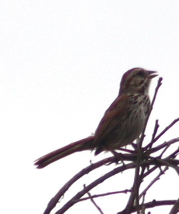 Song Sparrow - ML620280645