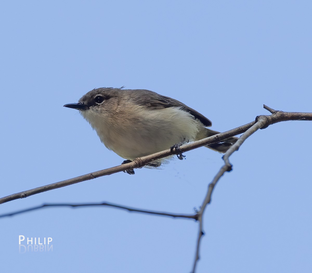 Large-billed Gerygone - ML620280647