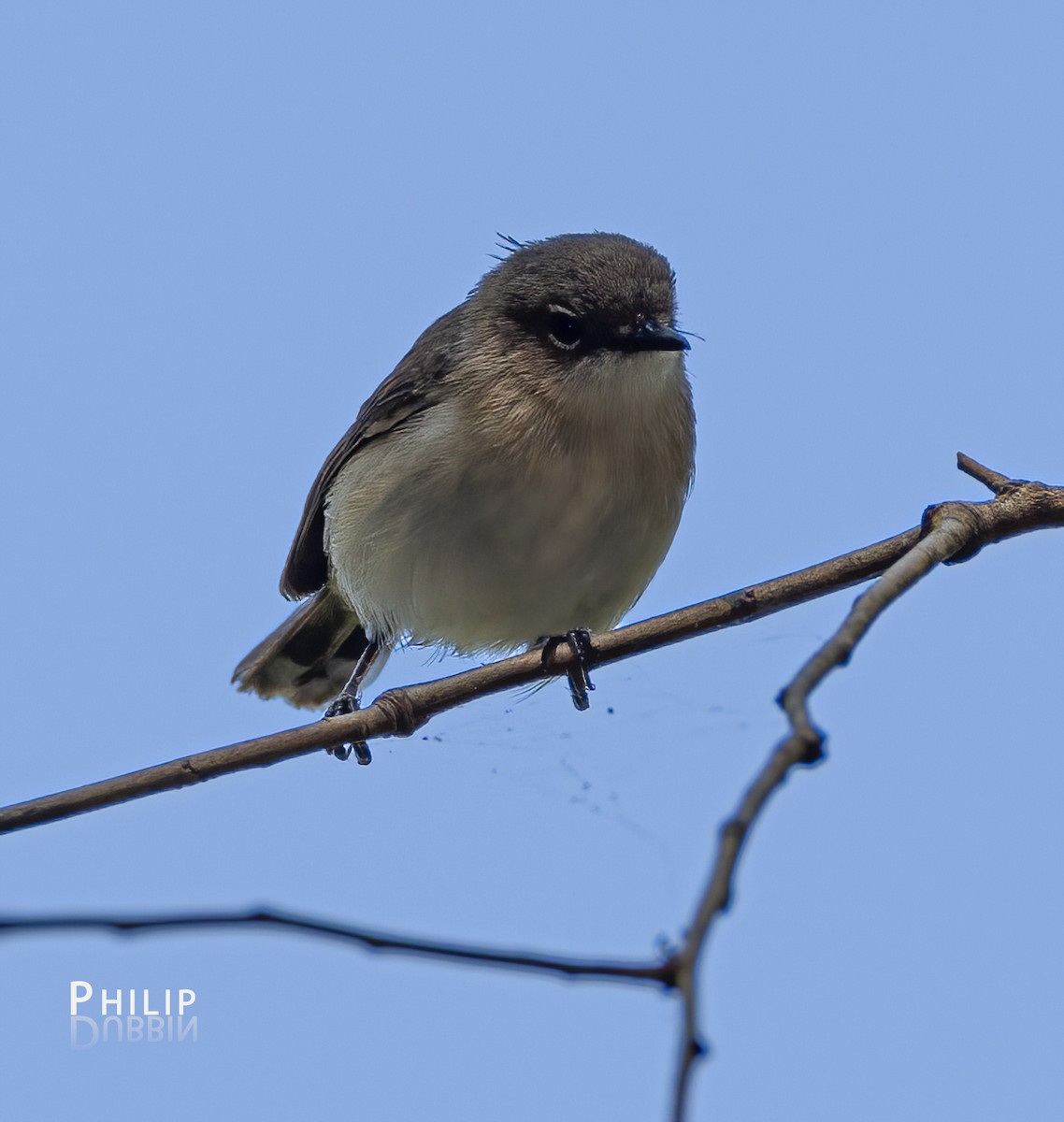 Large-billed Gerygone - ML620280648