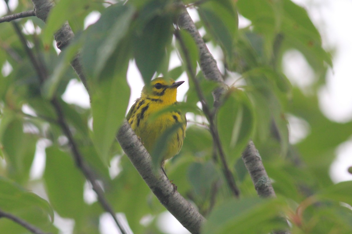 Prairie Warbler - ML620280649