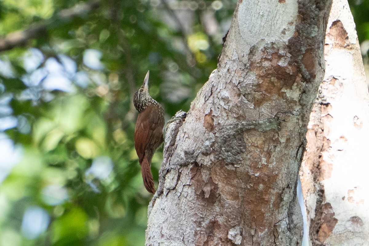 Zimmer's Woodcreeper - ML620280652