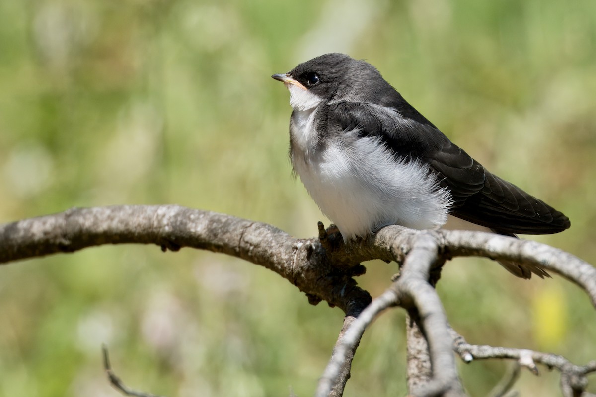 Tree Swallow - ML620280653