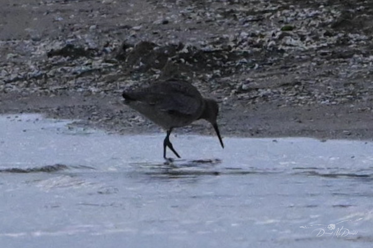 Willet - ML620280654