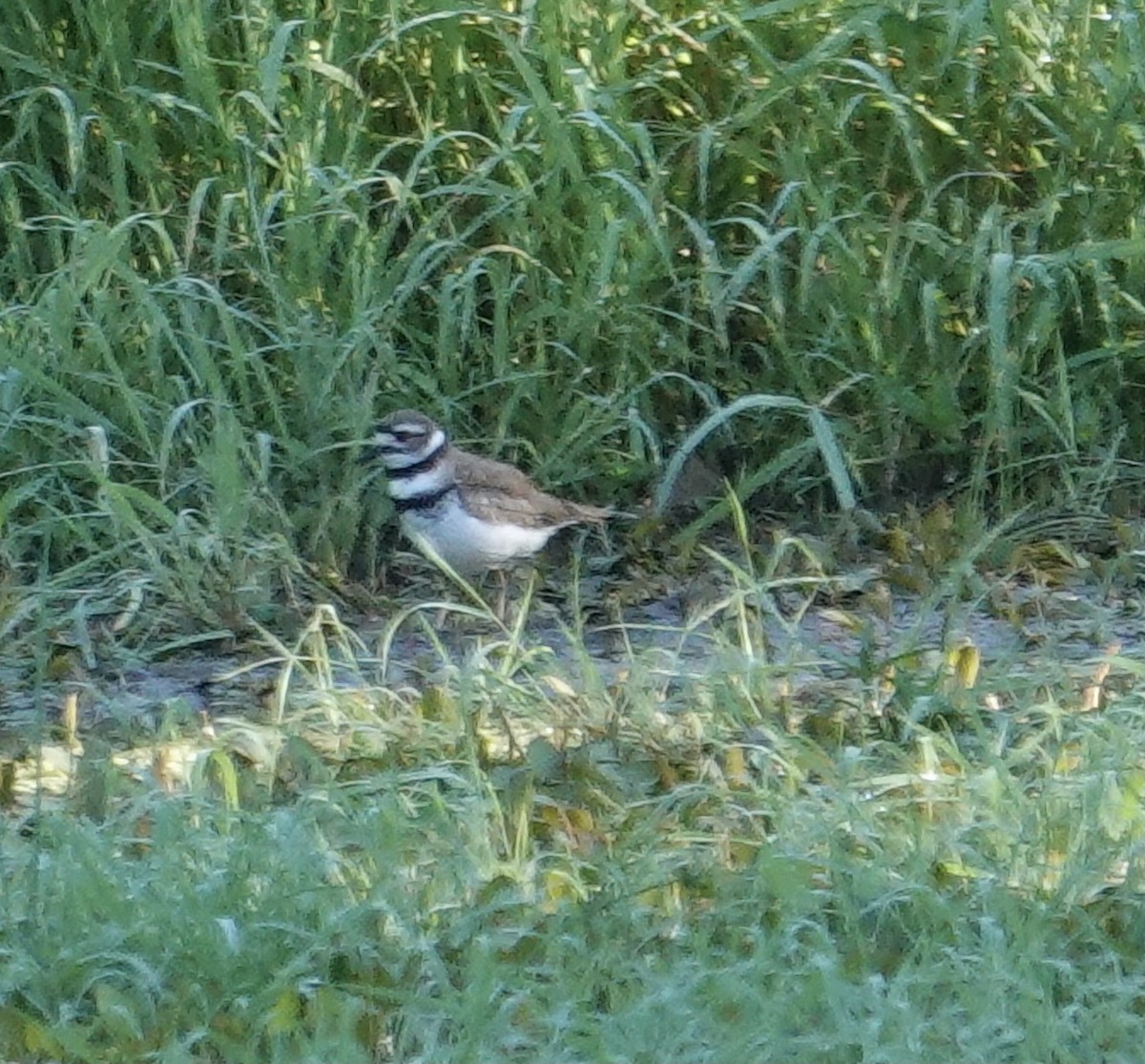 Killdeer - ML620280656