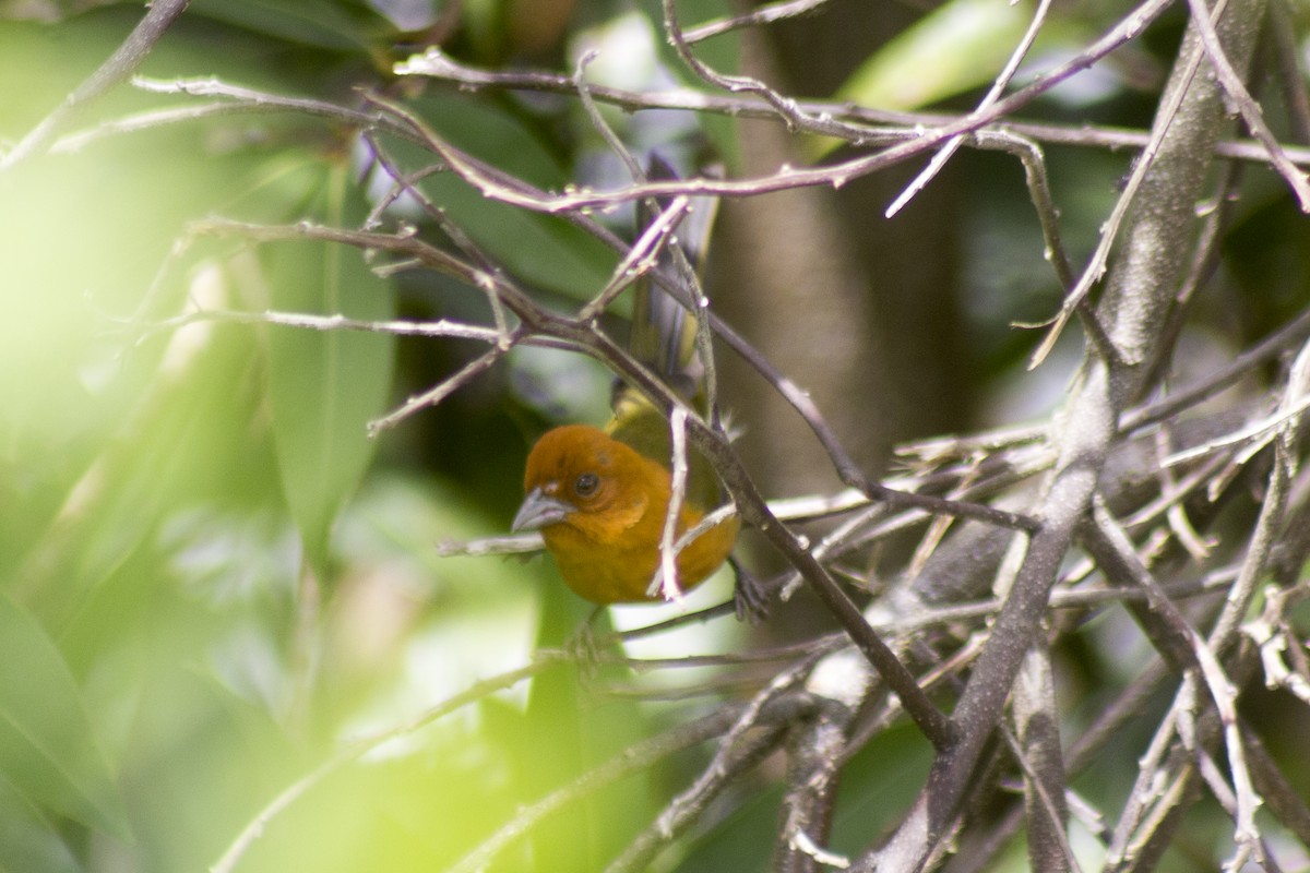 Ochre-breasted Brushfinch - ML620280657