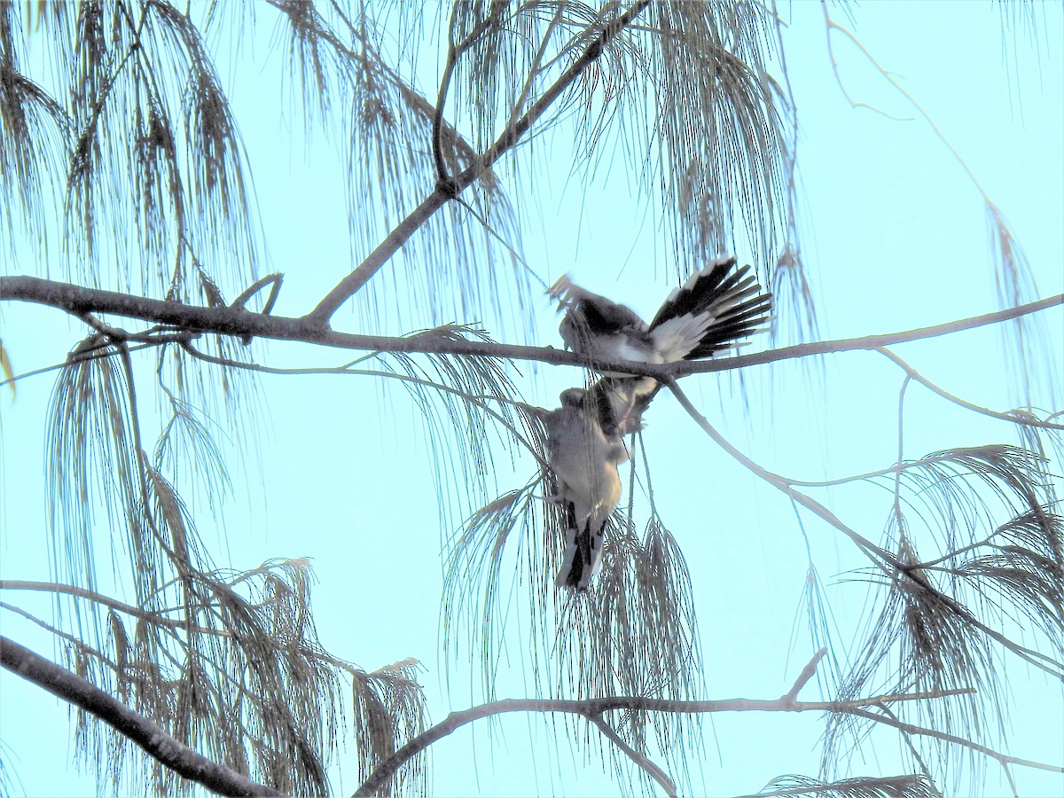 Peaceful Dove - ML620280661