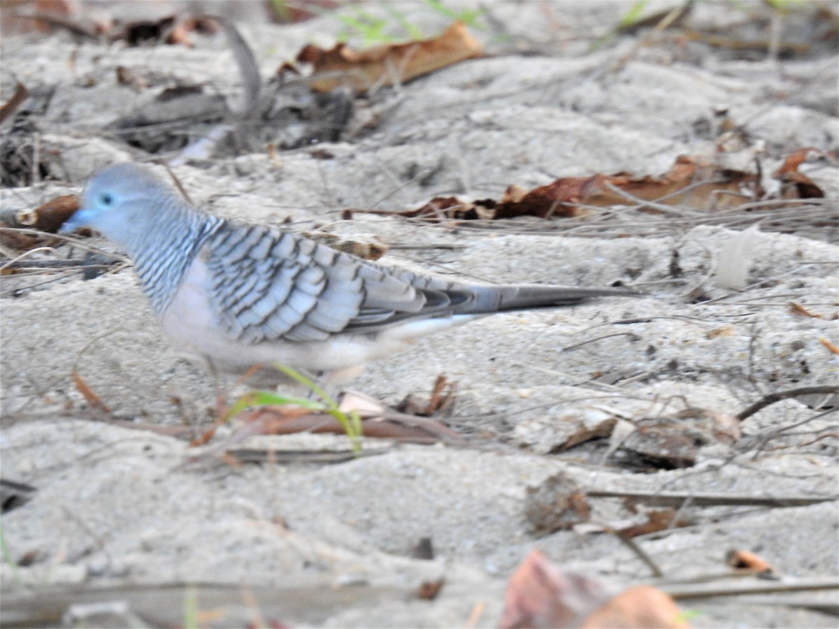 Peaceful Dove - ML620280664