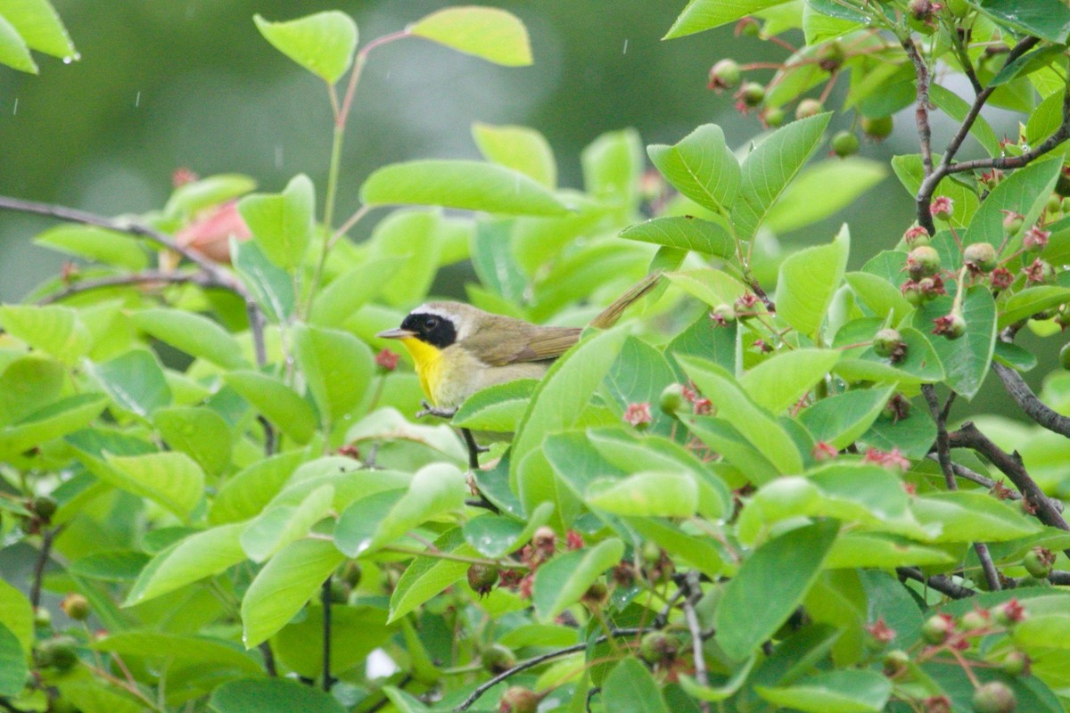 Common Yellowthroat - ML620280669