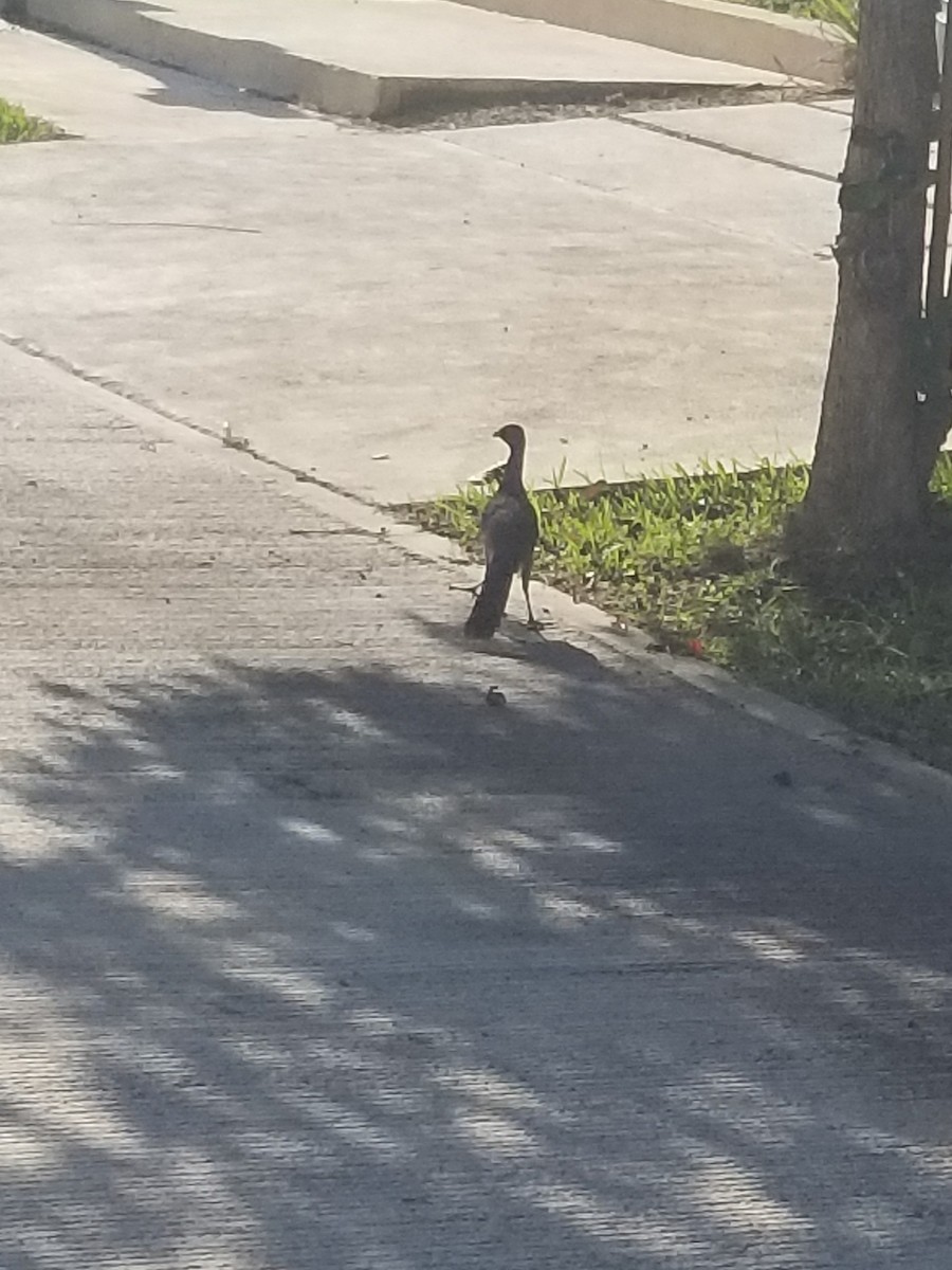 Plain Chachalaca - ML620280673