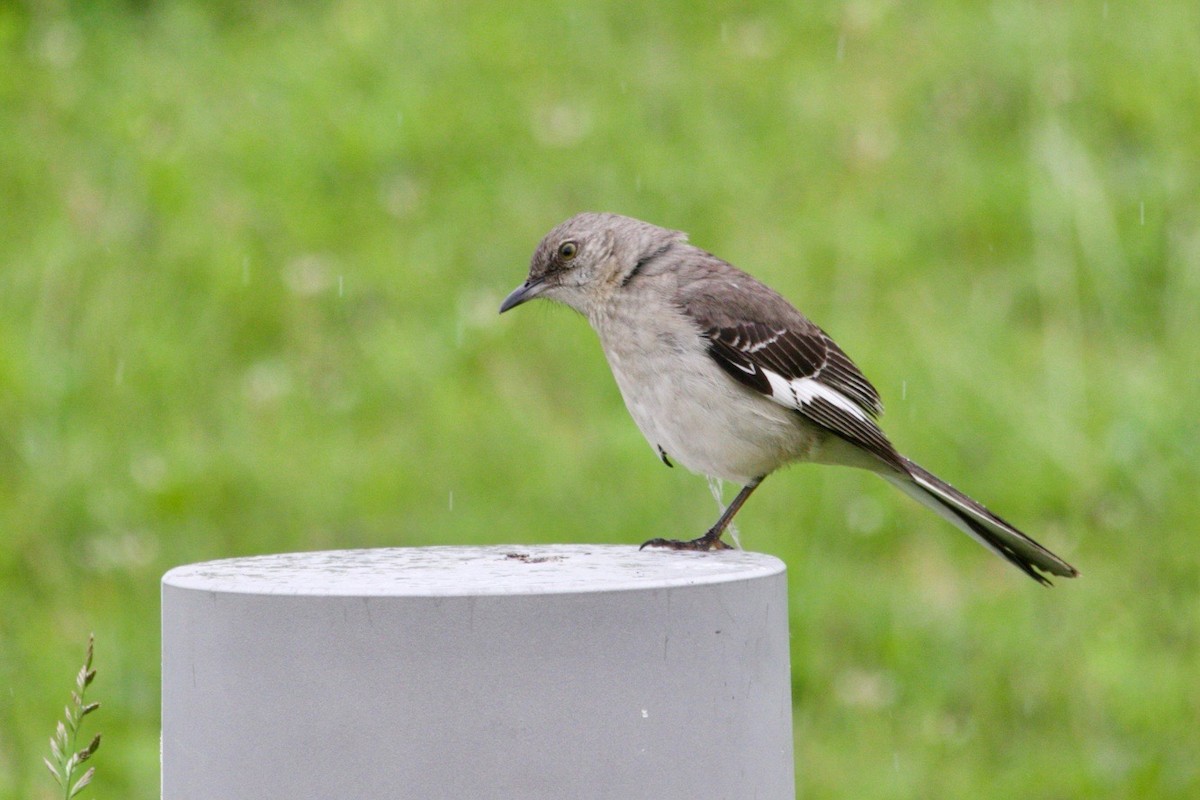 Northern Mockingbird - ML620280677