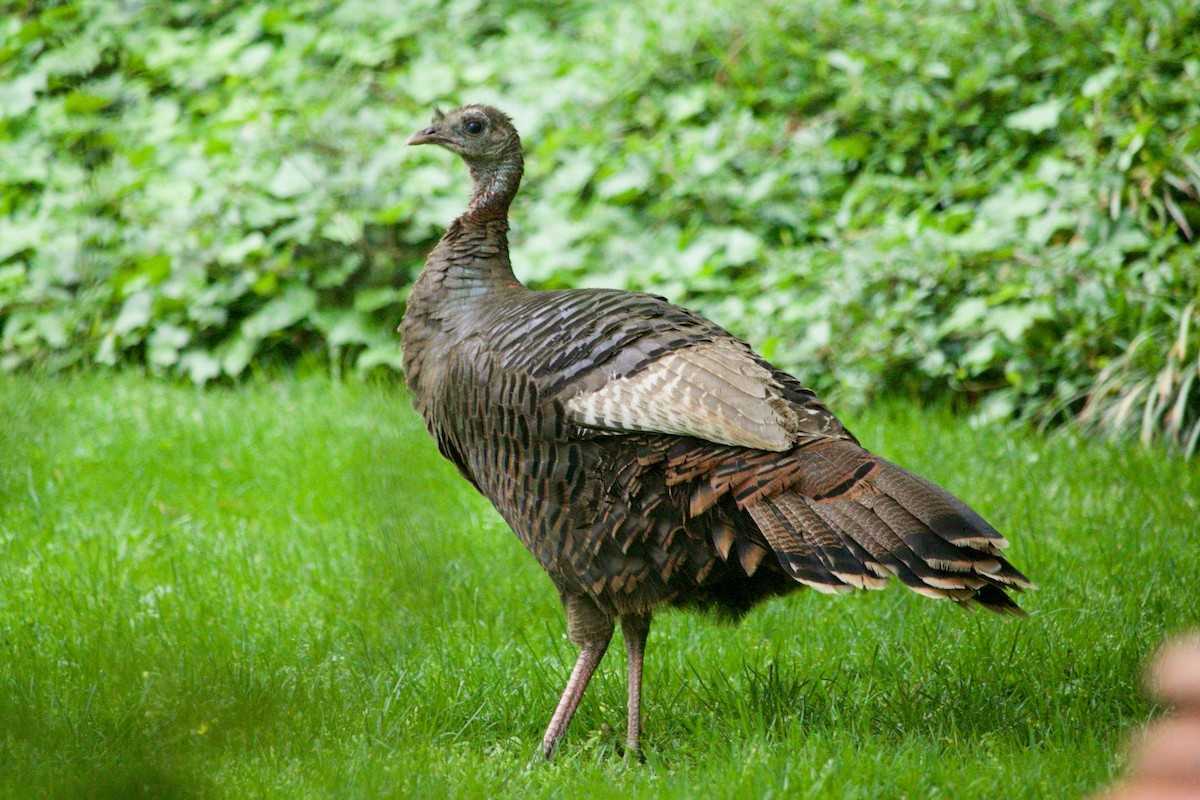 Wild Turkey - ML620280684