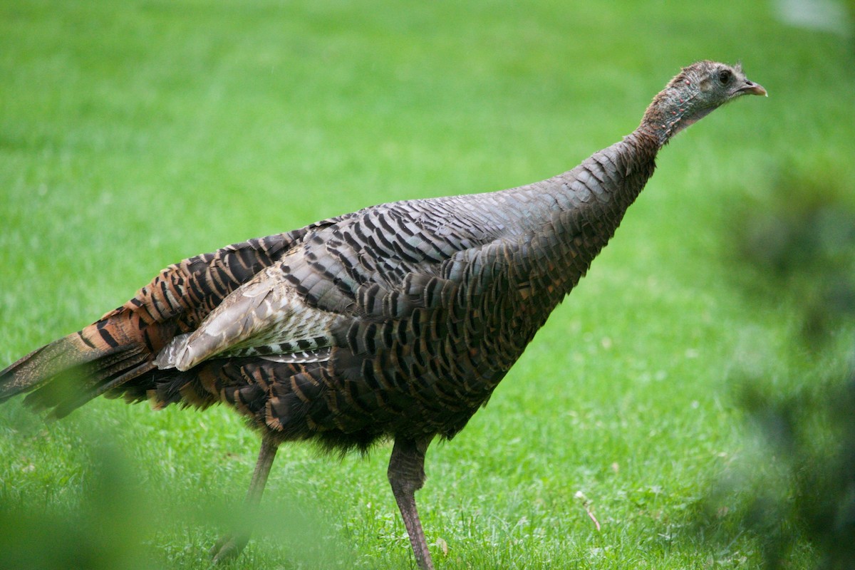 Wild Turkey - ML620280686