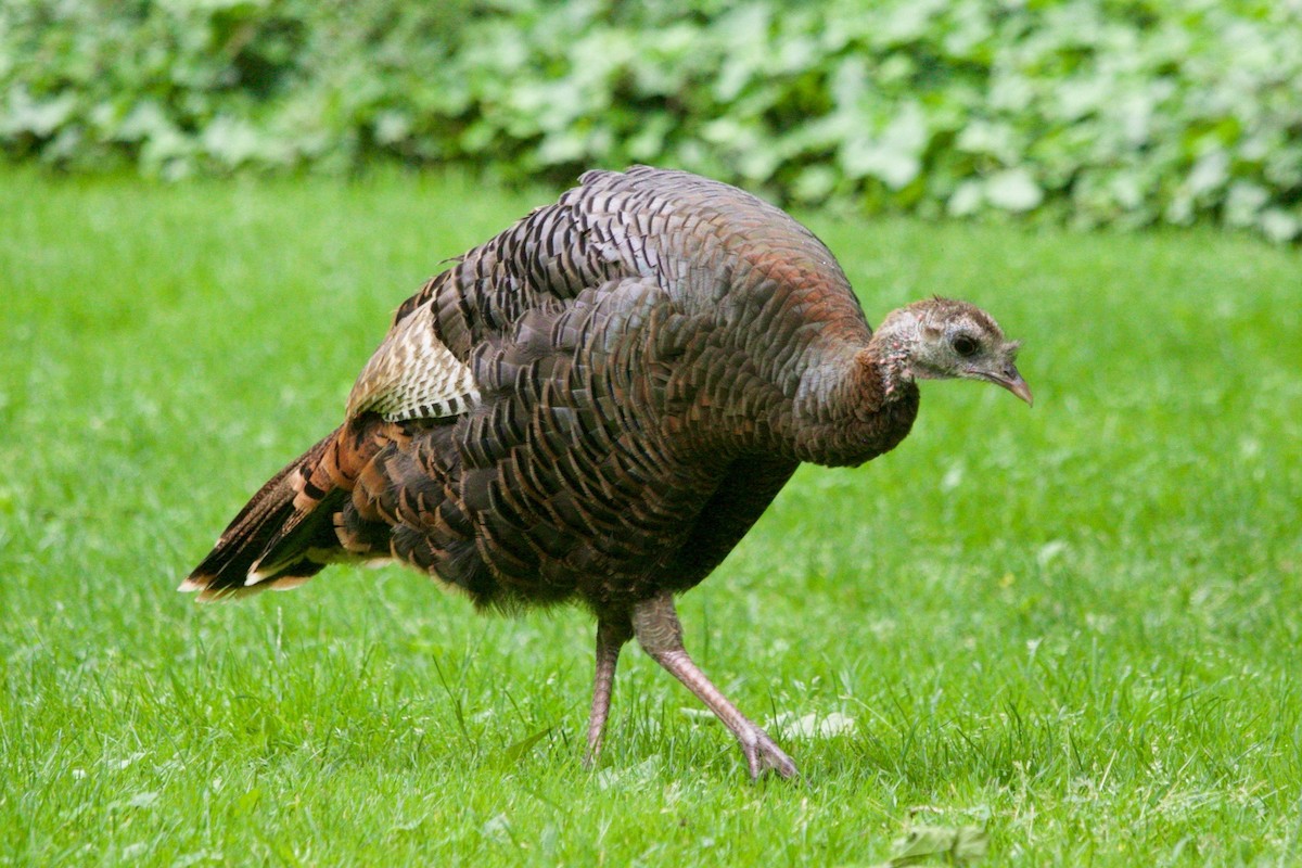 Wild Turkey - ML620280687