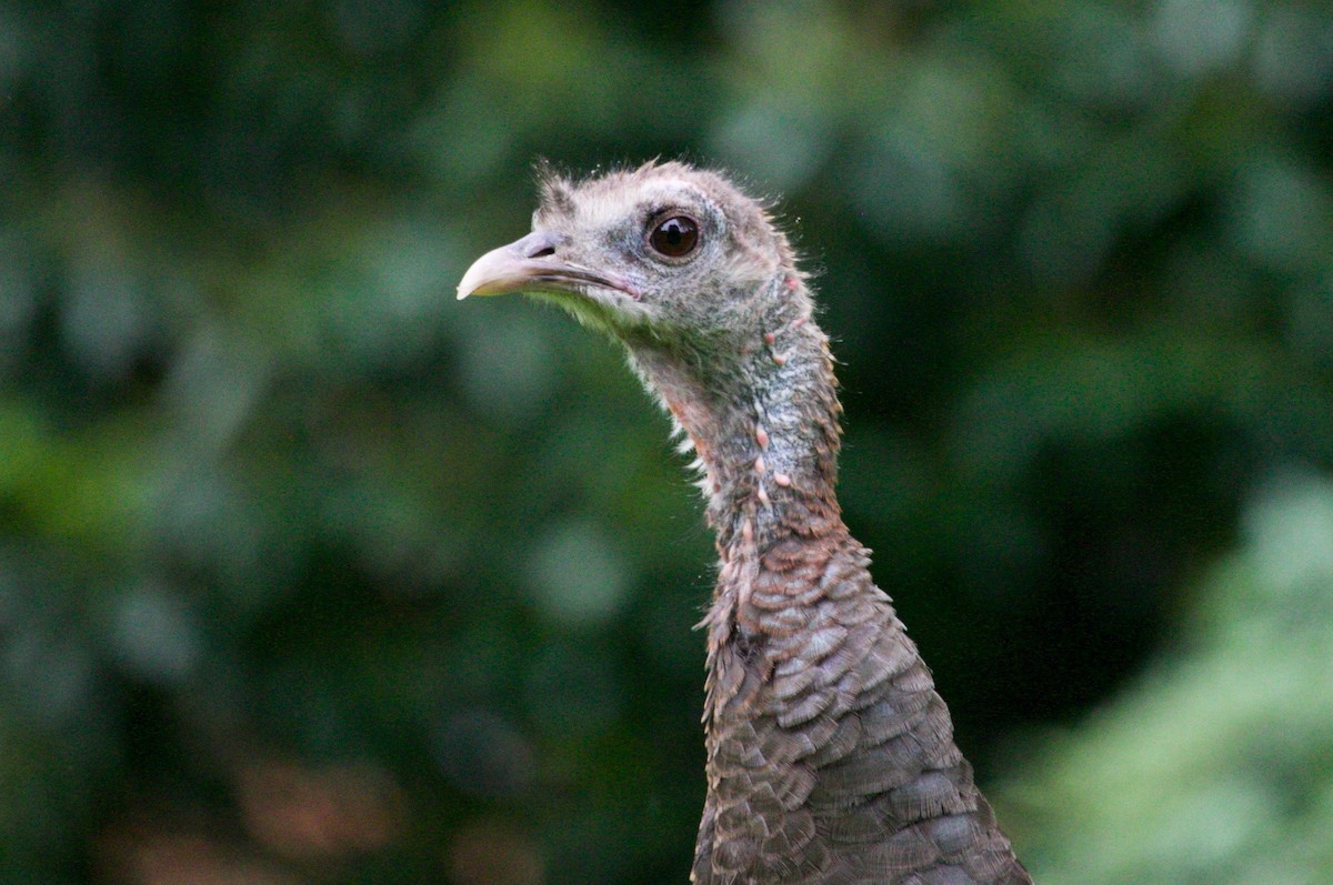 Wild Turkey - ML620280689