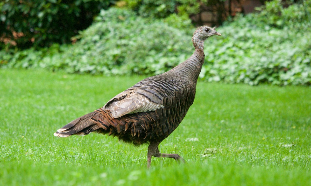 Wild Turkey - ML620280690