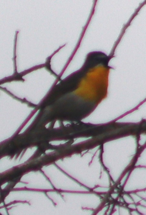 Yellow-breasted Chat - ML620280697