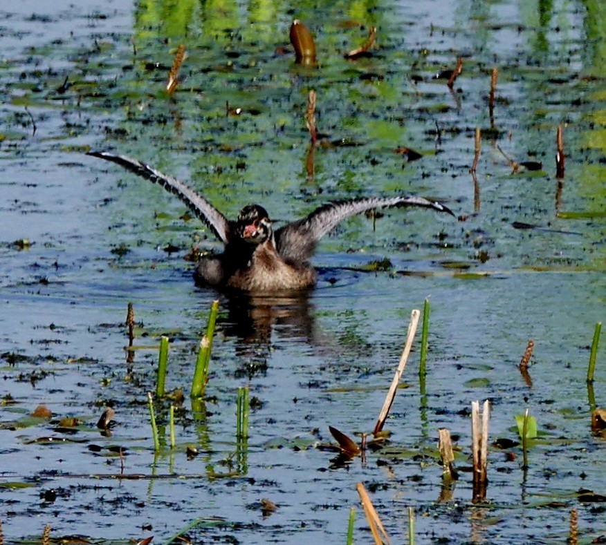 Pied-billed Grebe - ML620280700