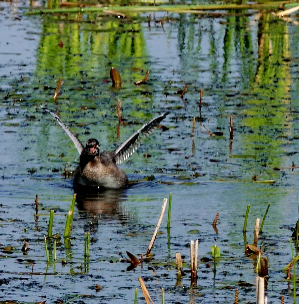 Pied-billed Grebe - ML620280702