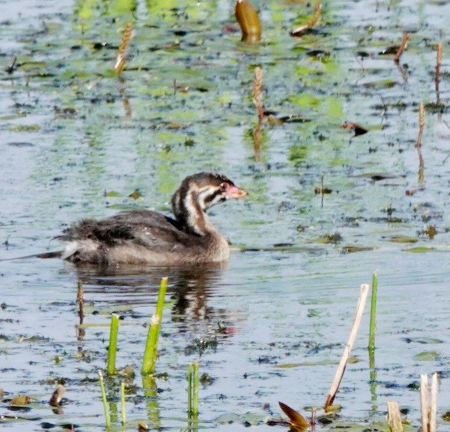 Pied-billed Grebe - ML620280703