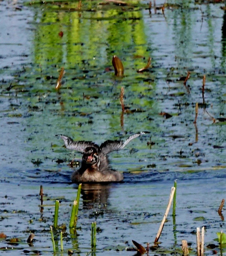 Pied-billed Grebe - ML620280704