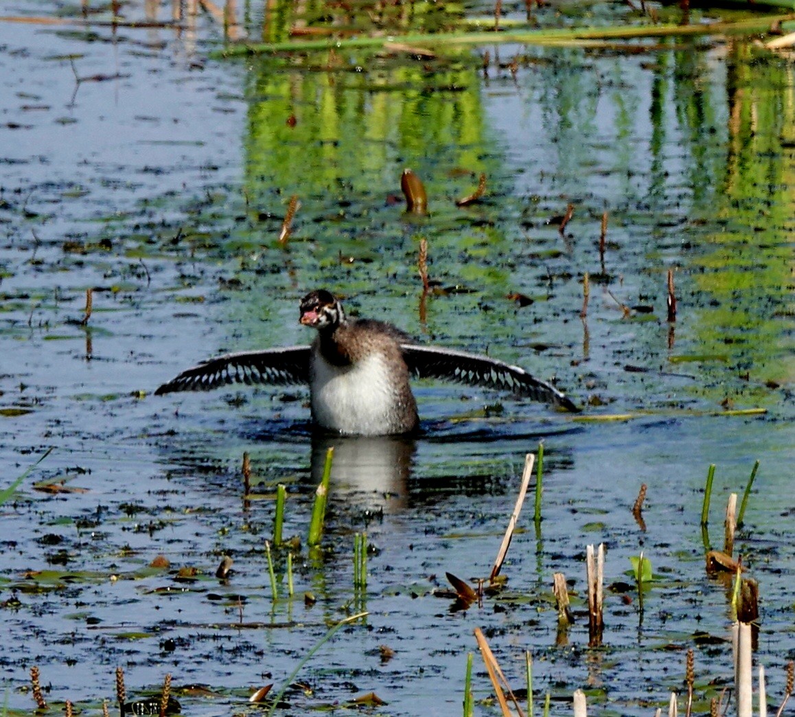 Pied-billed Grebe - ML620280705