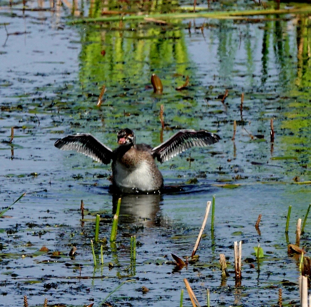 Pied-billed Grebe - ML620280706