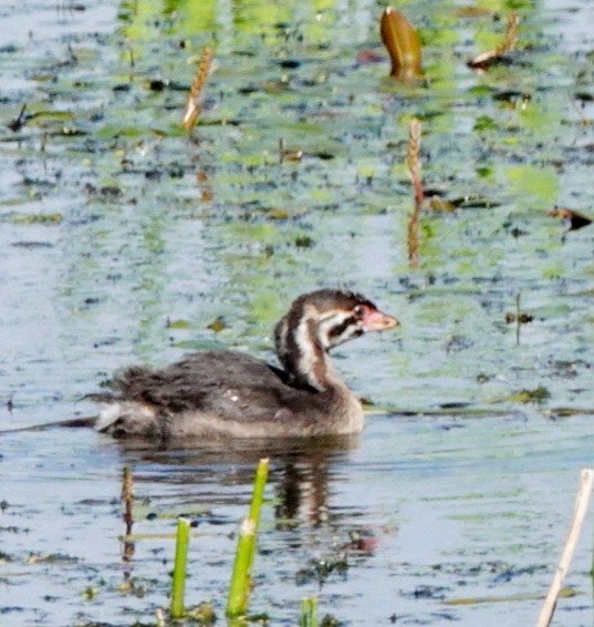 Pied-billed Grebe - ML620280707