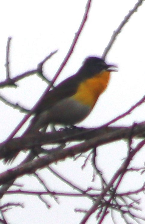 Yellow-breasted Chat - ML620280710