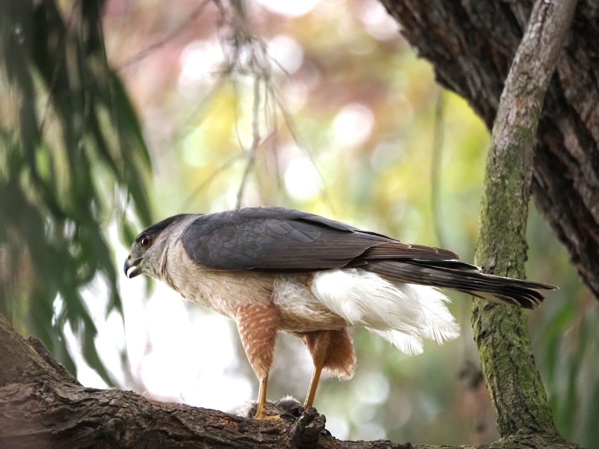 Cooper's Hawk - ML620280711