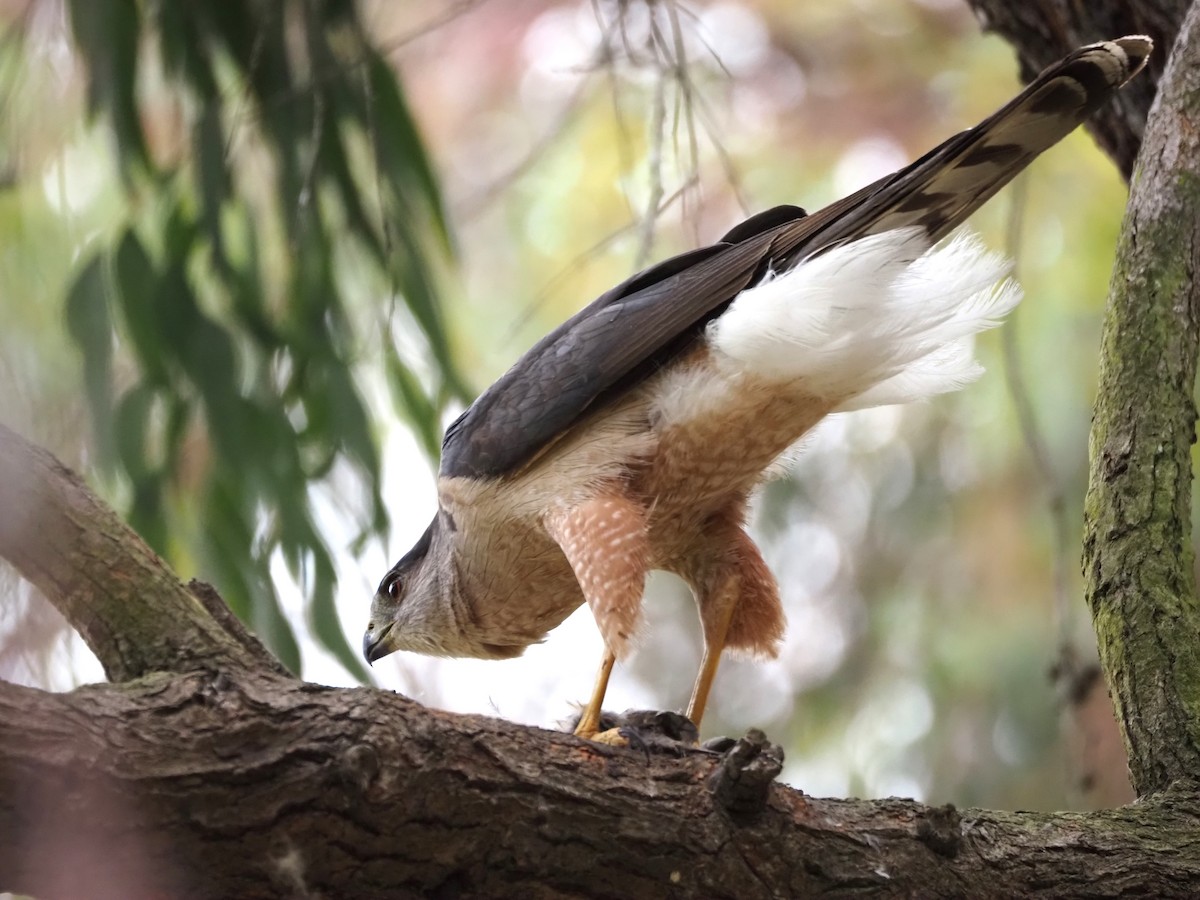 Cooper's Hawk - ML620280712