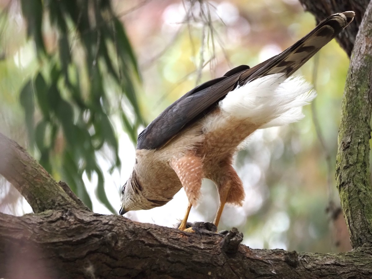 Cooper's Hawk - Uma Sachdeva