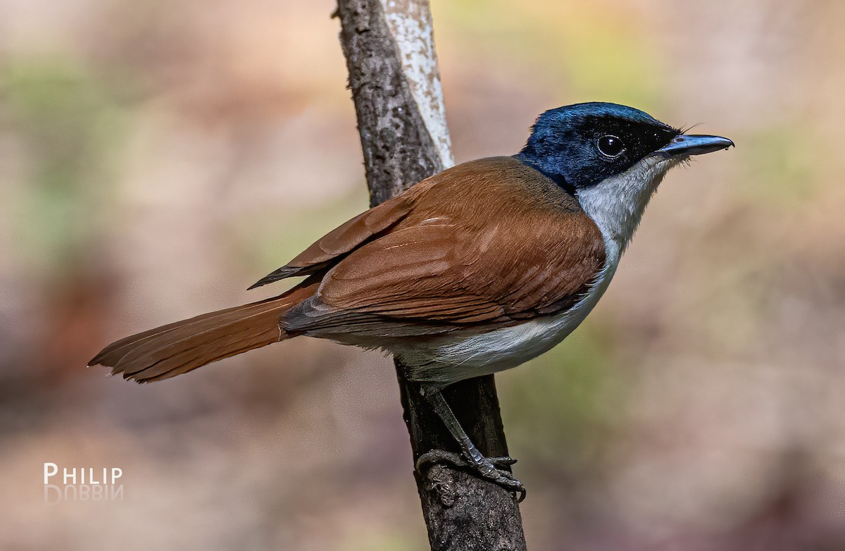 Shining Flycatcher - ML620280715