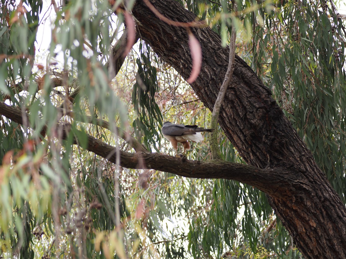 Cooper's Hawk - ML620280719