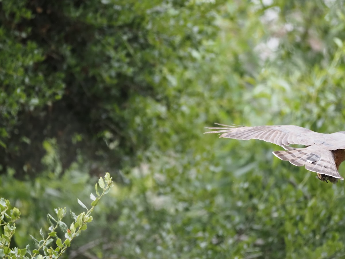 Cooper's Hawk - ML620280720