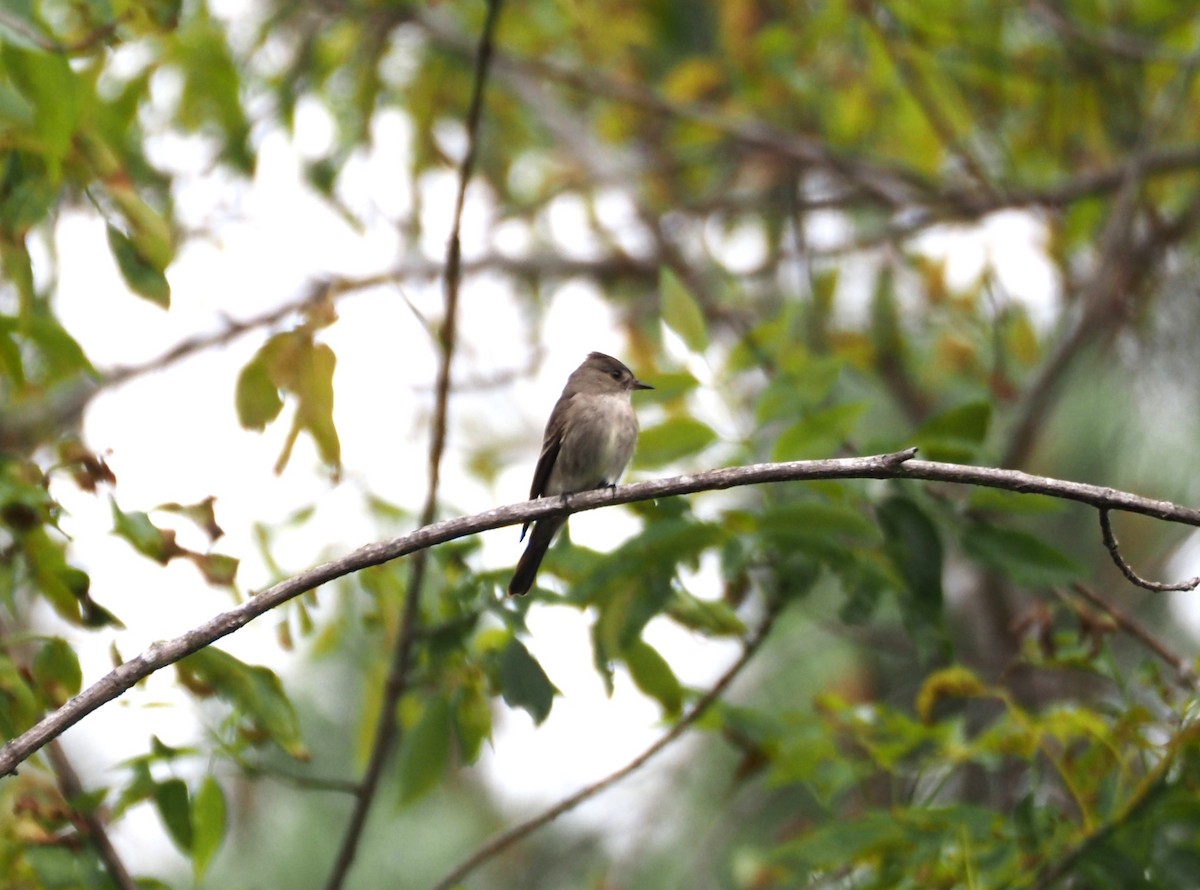 Western Wood-Pewee - ML620280726