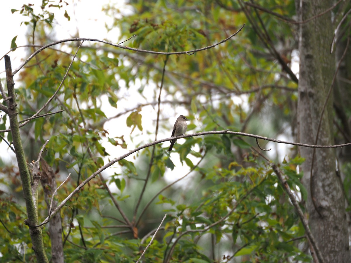 Western Wood-Pewee - ML620280730