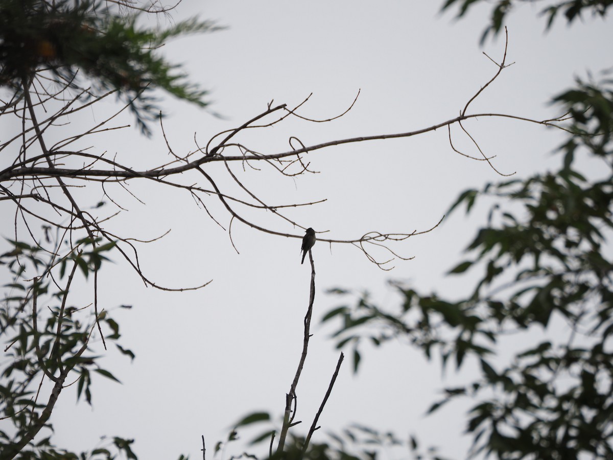 Western Wood-Pewee - Uma Sachdeva