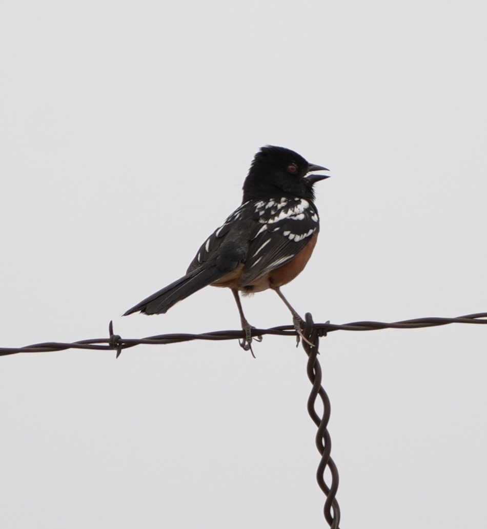 Spotted Towhee - ML620280732