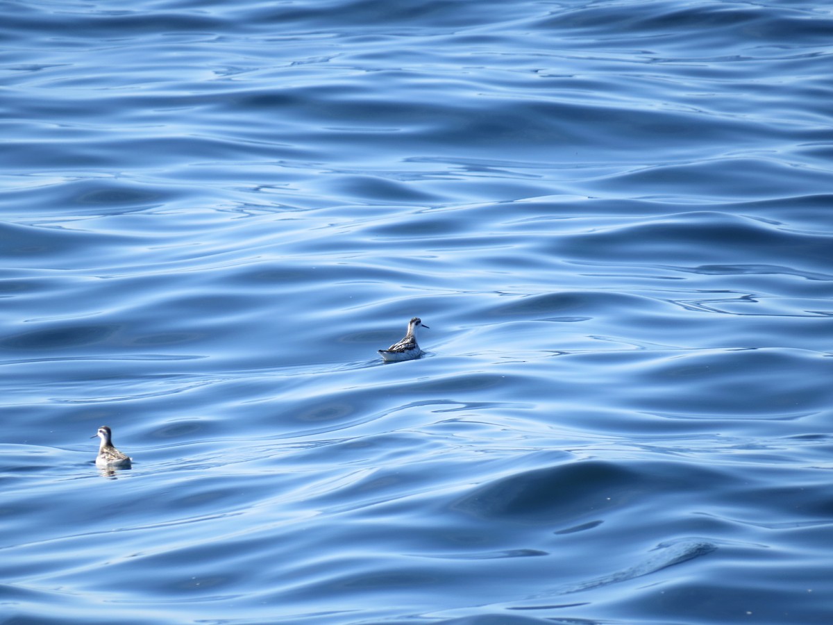 Phalarope à bec étroit - ML620280734