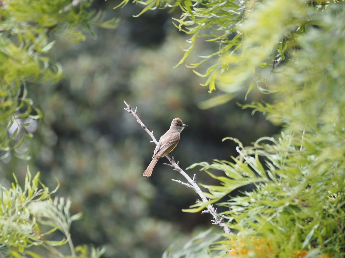 Ash-throated Flycatcher - ML620280736