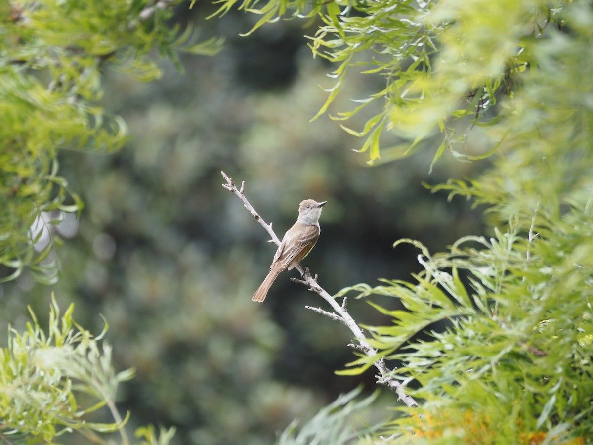 Ash-throated Flycatcher - ML620280738