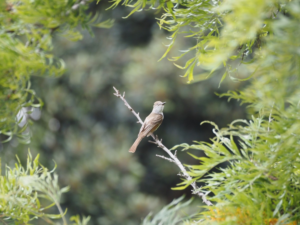 Ash-throated Flycatcher - ML620280739