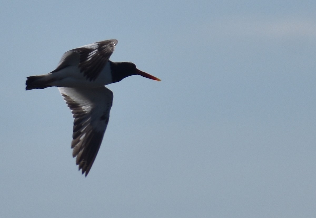 American Oystercatcher - ML620280742