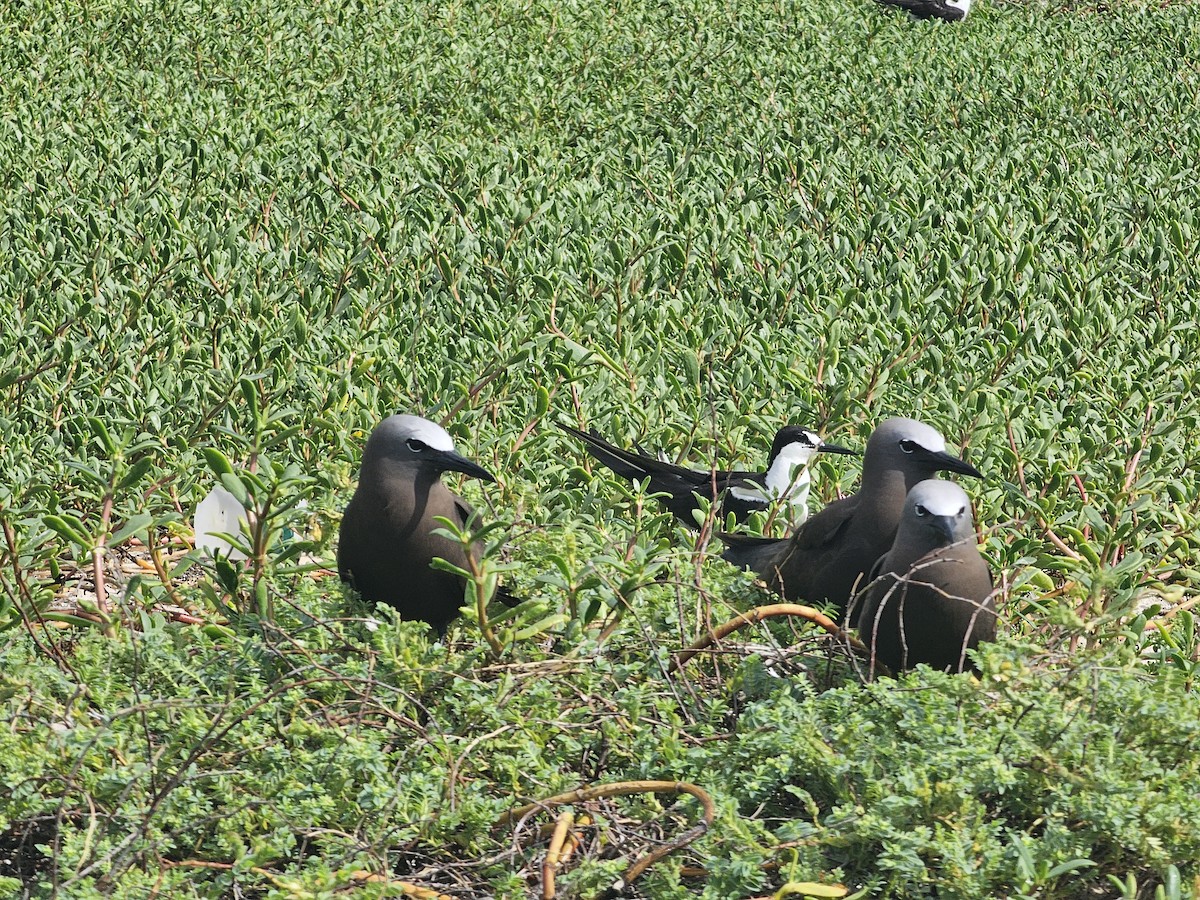 Brown Noddy - ML620280744