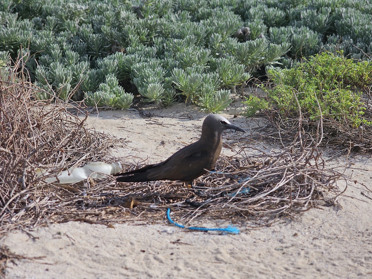 Brown Noddy - ML620280745