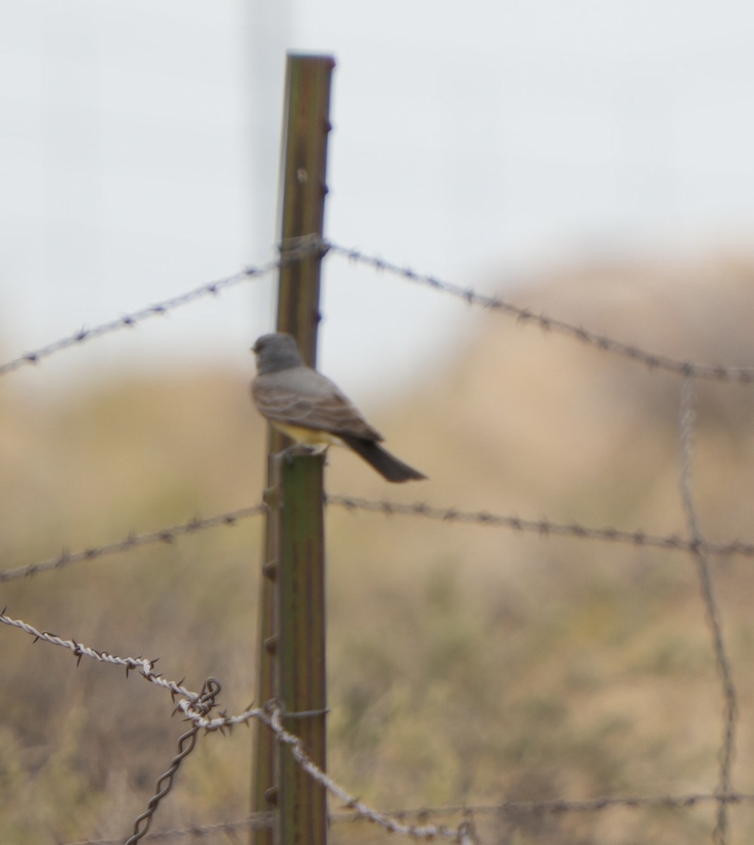 Western Kingbird - ML620280751