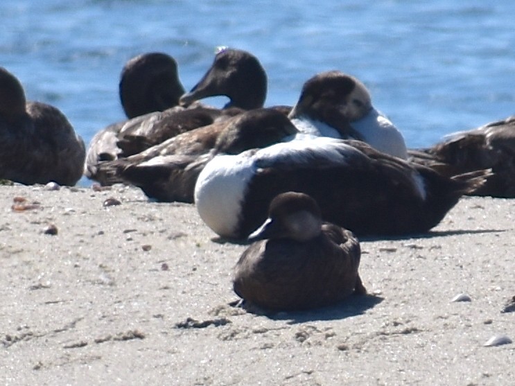 Black Scoter - ML620280752